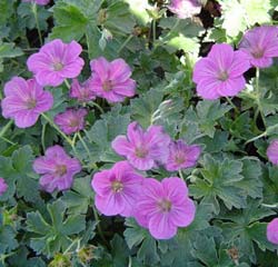 Geranium, Russel Prichard